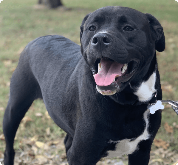 Mastador dog