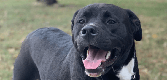 Mastador dog