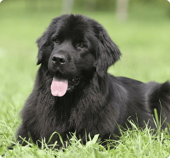 Newfoundland dog