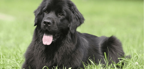 Newfoundland dog