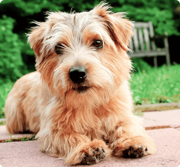 Norfolk Terrier dog