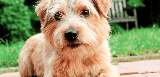 Norfolk Terrier dog