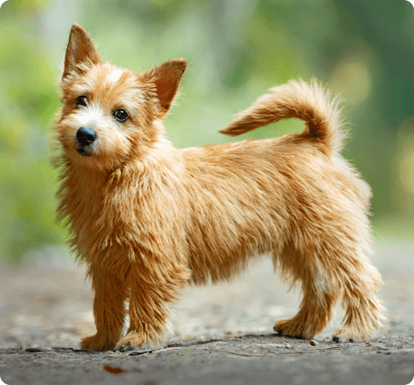 Norwich Terrier dog