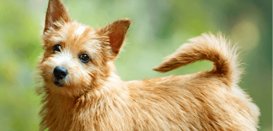 Norwich Terrier dog