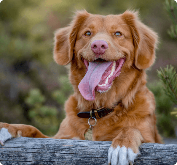 Nova Scotia Duck Tolling Retriever dog