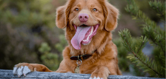 Nova Scotia Duck Tolling Retriever dog