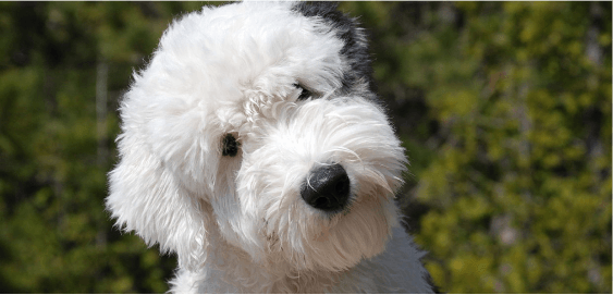 Old English Sheepdog dog