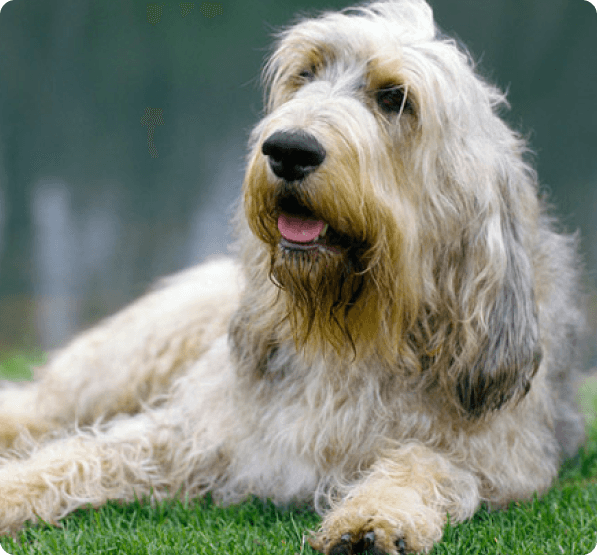 Otterhound dog