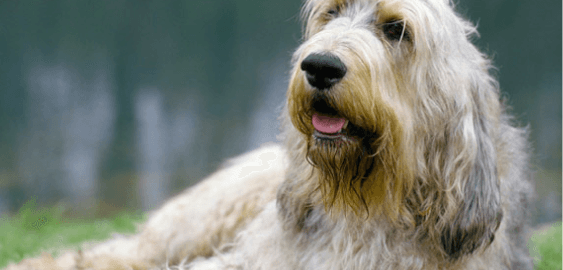 Otterhound dog