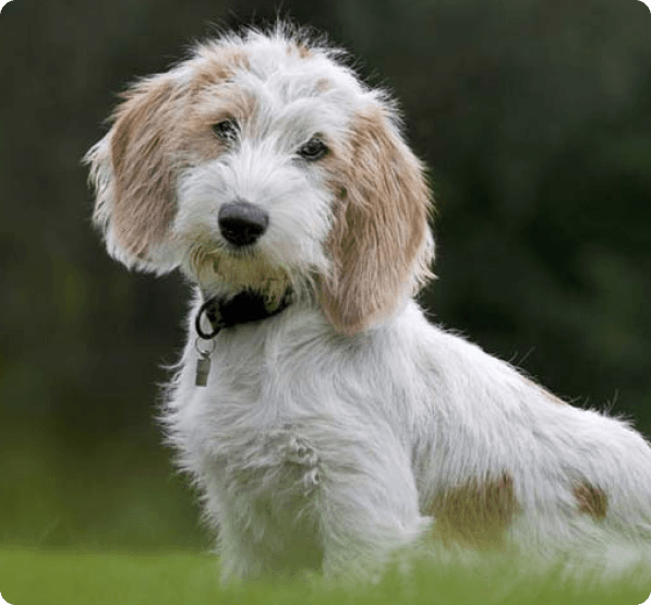 Petit Basset Griffon Vendéen dog