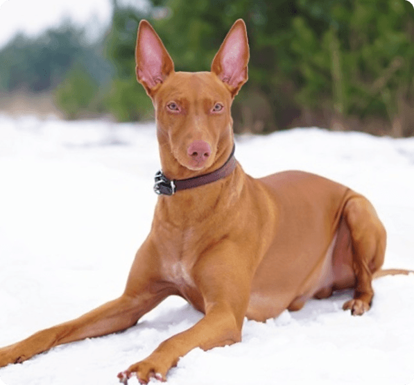 Pharaoh Hound dog