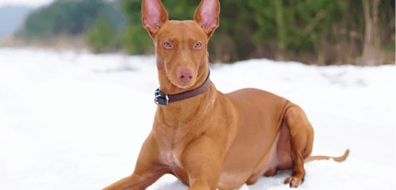 Pharaoh Hound dog