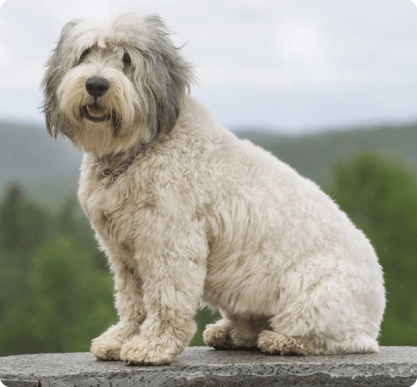 Polish Lowland Sheepdog dog