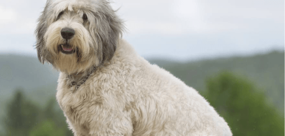 Polish Lowland Sheepdog dog