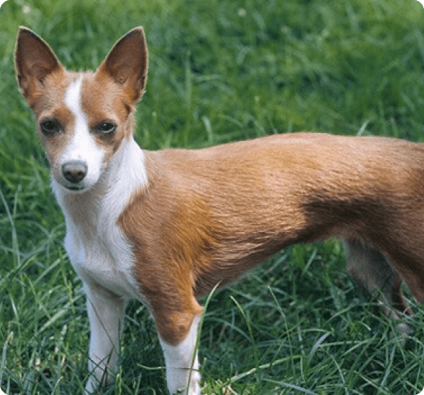 Portuguese Podengo Pequeno dog