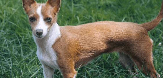 Portuguese Podengo Pequeno dog