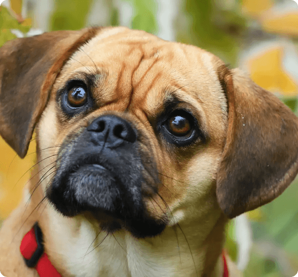 Pugalier dog