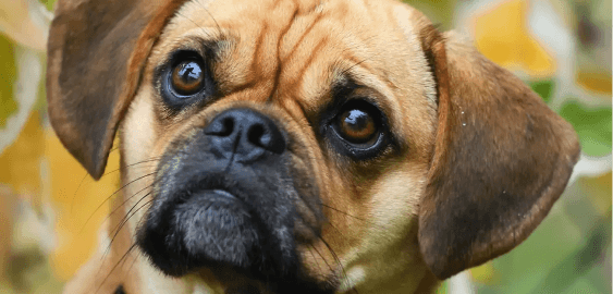 Pugalier dog