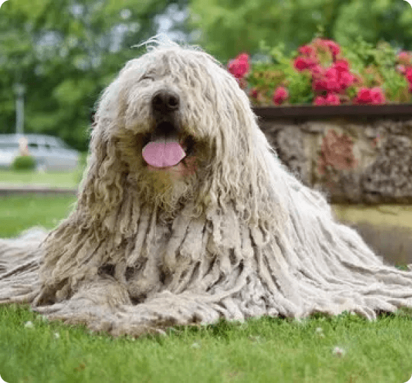 Puli dog