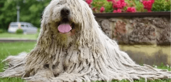 Puli dog