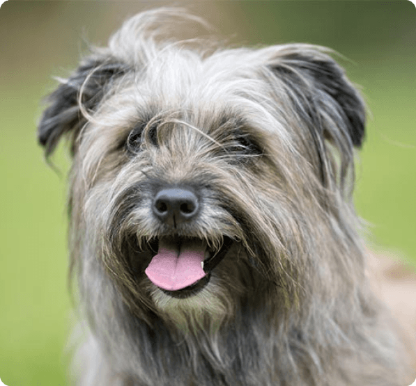 Pyrenean Shepherd dog