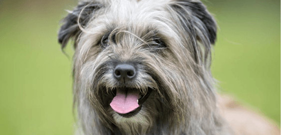 Pyrenean Shepherd dog