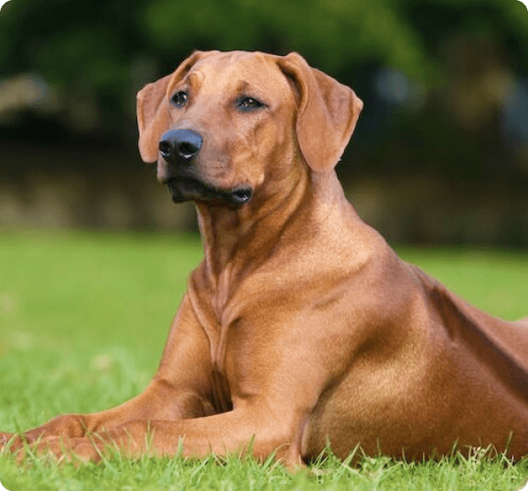 Rhodesian Ridgeback dog