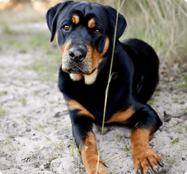 Rottador dog