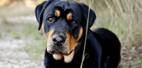 Rottador dog