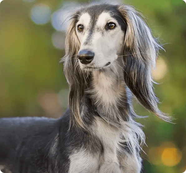 Saluki dog