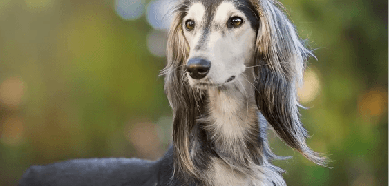 Saluki dog