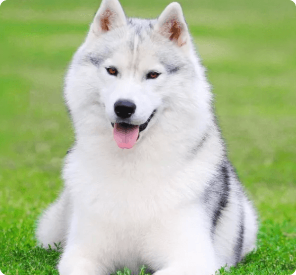 Samusky dog