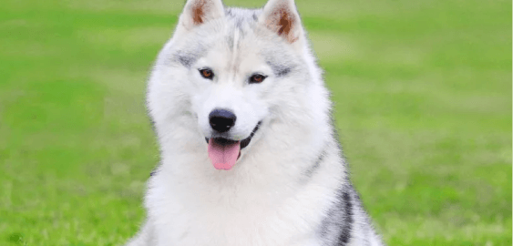 Samusky dog