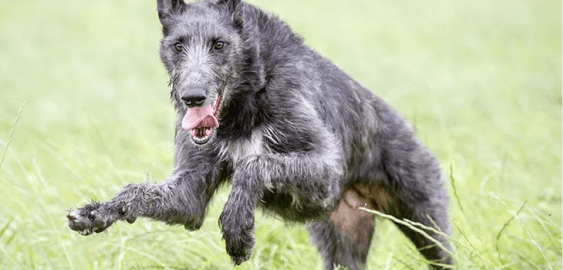 Scottish Deerhound dog