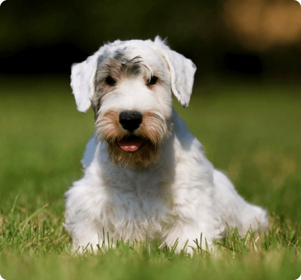 Sealyham Terrier dog