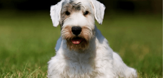 Sealyham Terrier dog