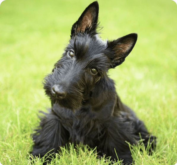 Scottish Terrier dog