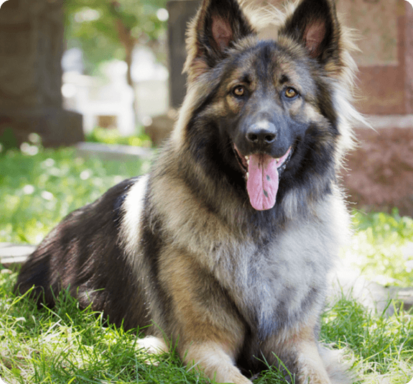 Shiloh Shepherd dog