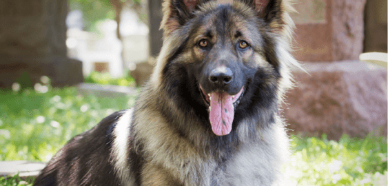 Shiloh Shepherd dog