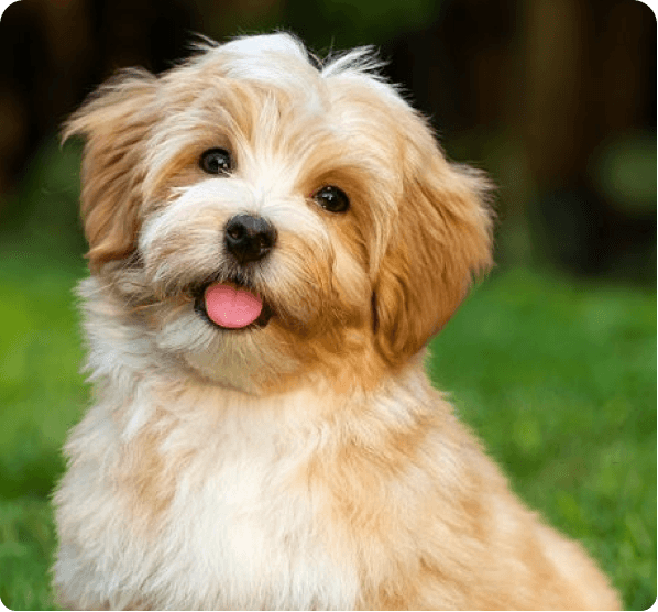 Havanese dog