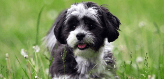 Mal-Shih dog