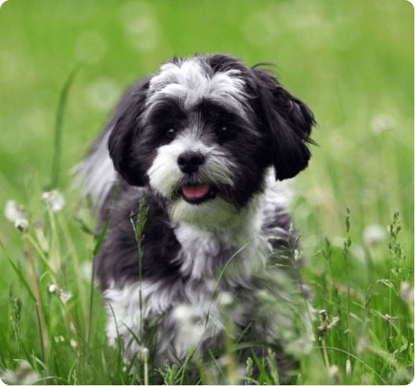 Mal-Shih dog