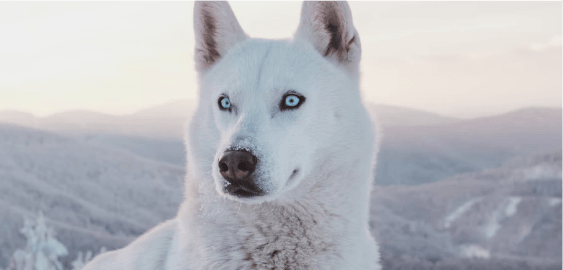 White Shepherd dog