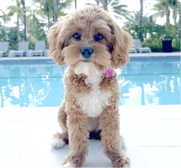 Golden Cavapoo dog