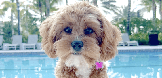 Golden Cavapoo dog