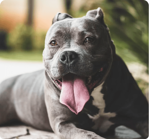 American Pit Bull Terrier dog