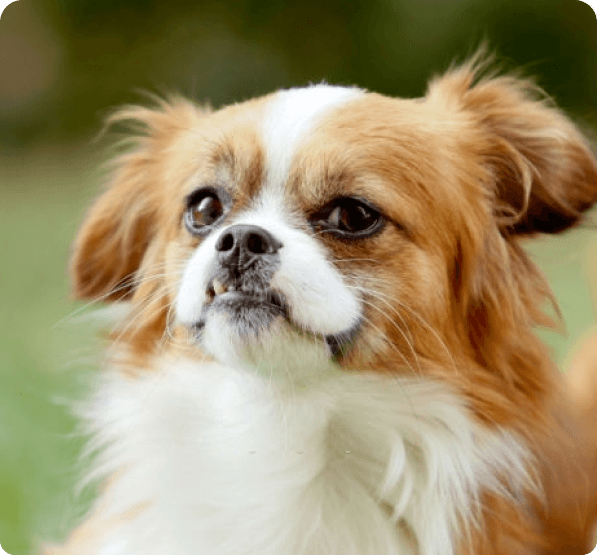 Pekingese dog