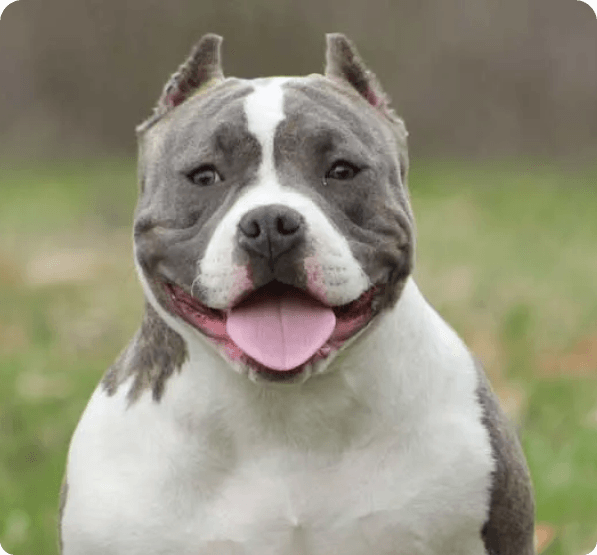 American Bully dog