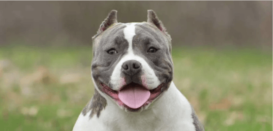 American Bully dog