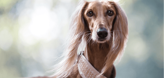 Afghan Hound dog